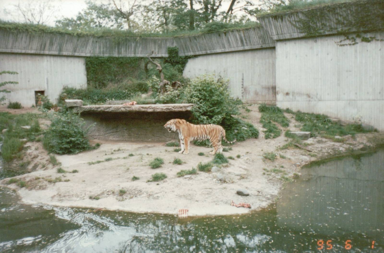 Copenhagen Zoo 1995 - Amur Tiger exhibit