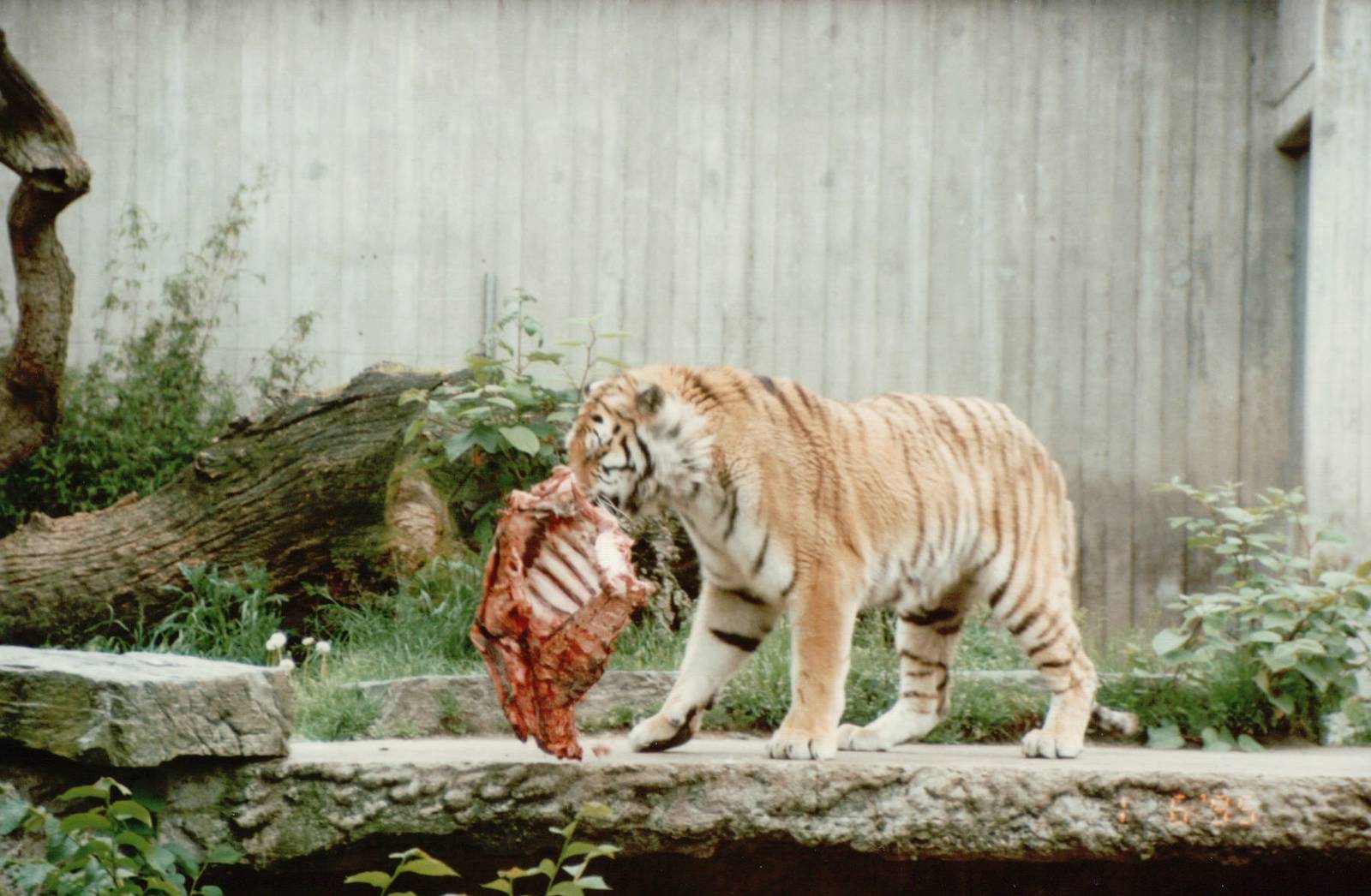 Copenhagen Zoo 1995 - Amur Tiger feeding session
