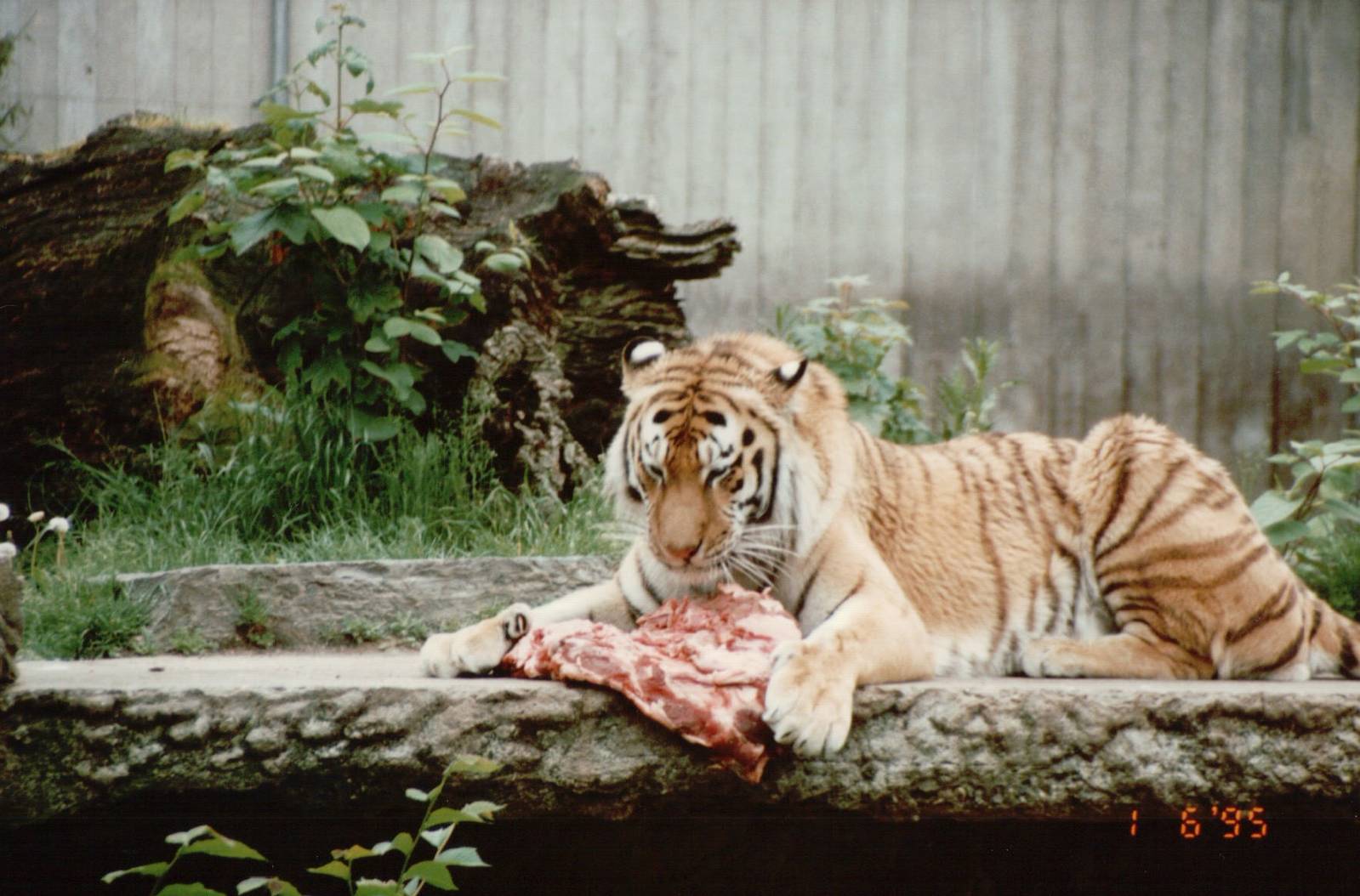 Copenhagen Zoo 1995 - Amur Tiger feeding session