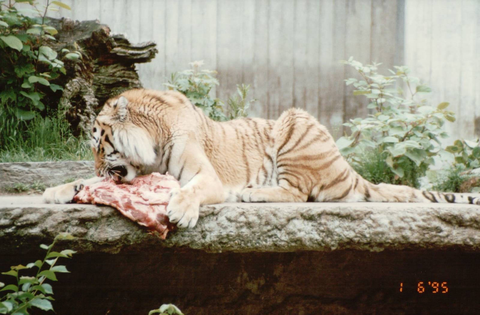 Copenhagen Zoo 1995 - Amur Tiger feeding session