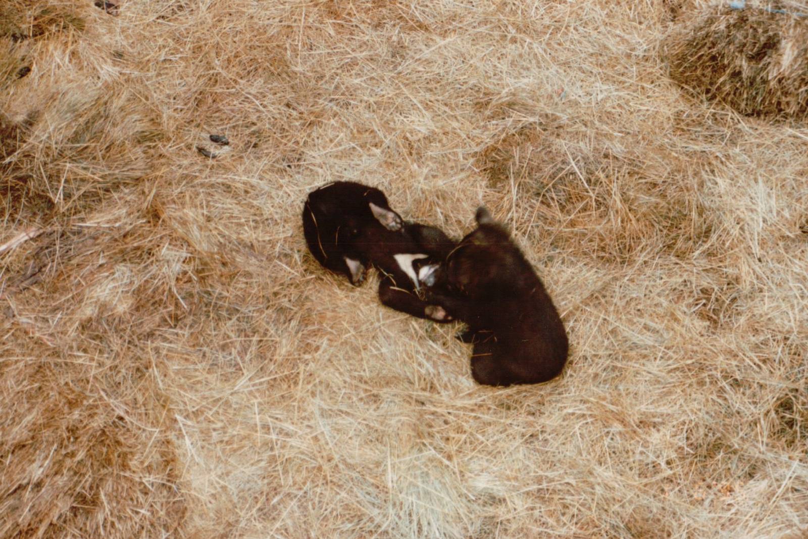 Copenhagen Zoo 1995 - Asiatic Black Bear cubs at play