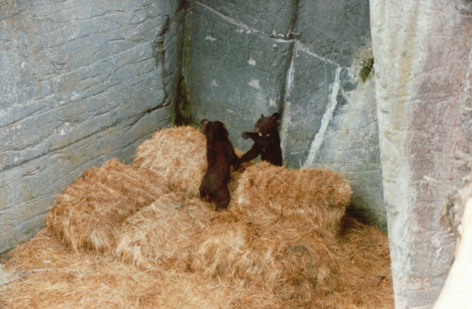 Copenhagen Zoo 1995 - Asiatic Black Bear cubs at play