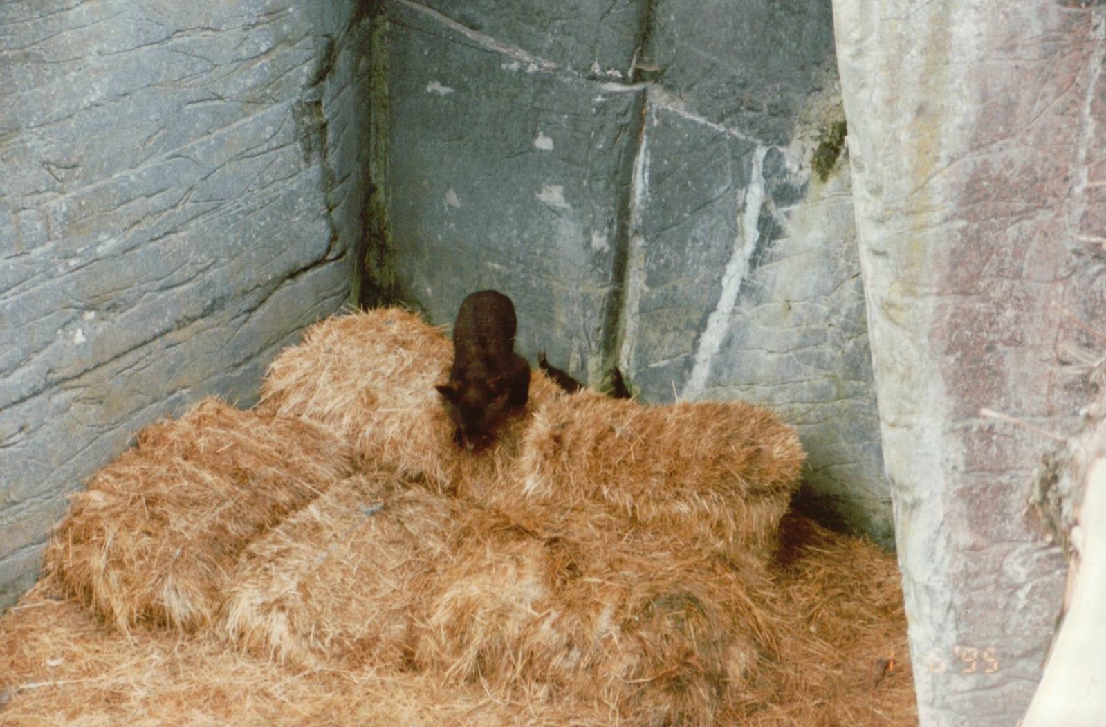 Copenhagen Zoo 1995 - Asiatic Black Bear cubs at play
