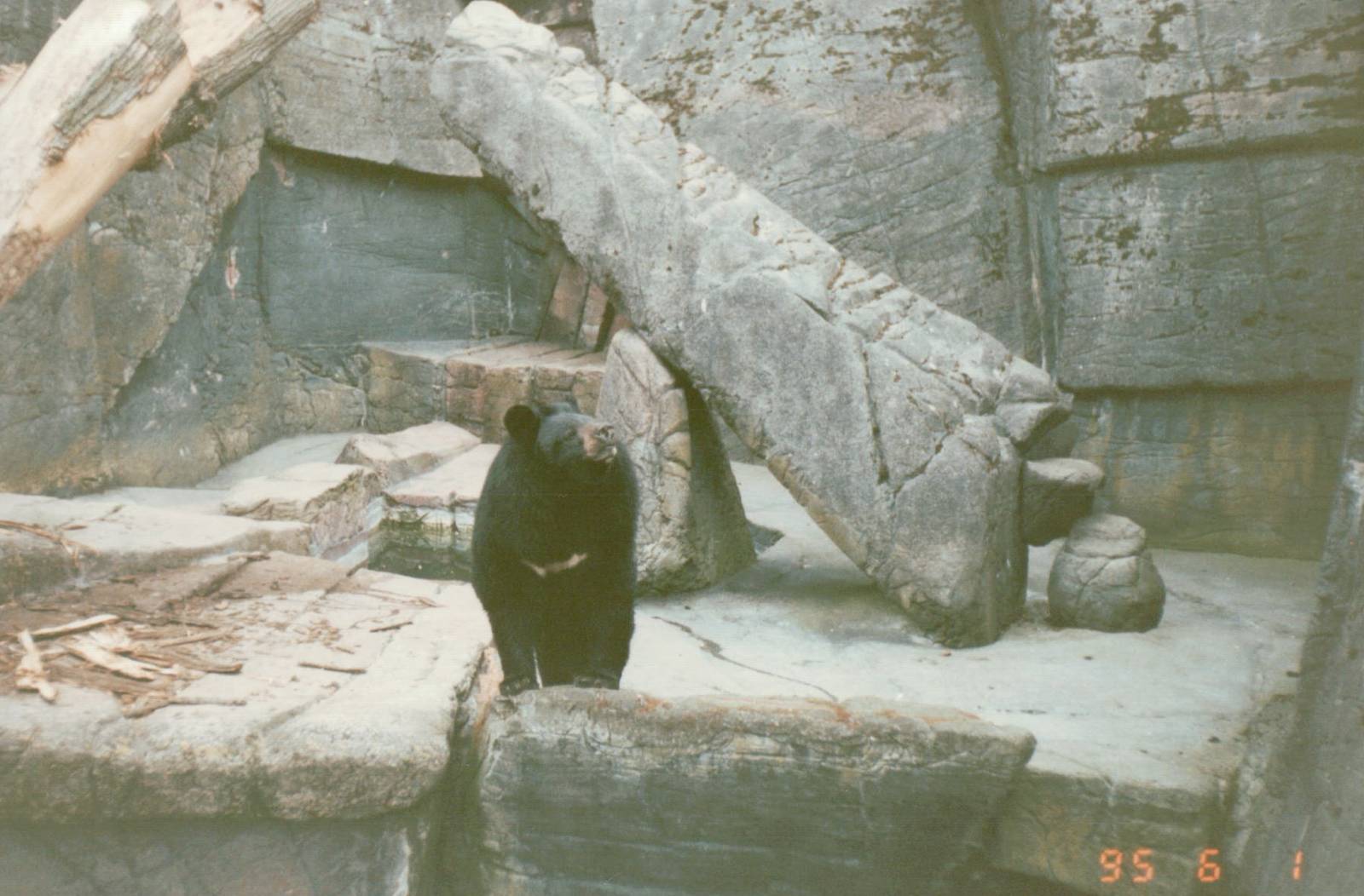 Copenhagen Zoo 1995 - Asiatic Black Bear