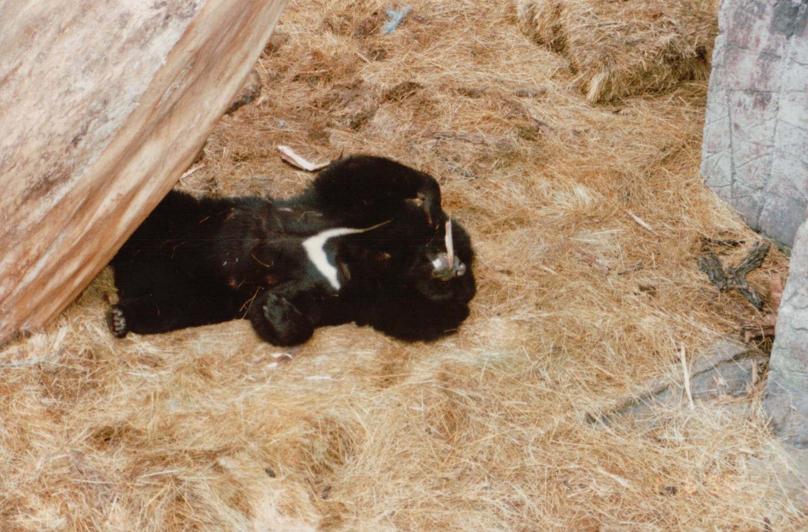 Copenhagen Zoo 1995 - Asiatic Black Bear