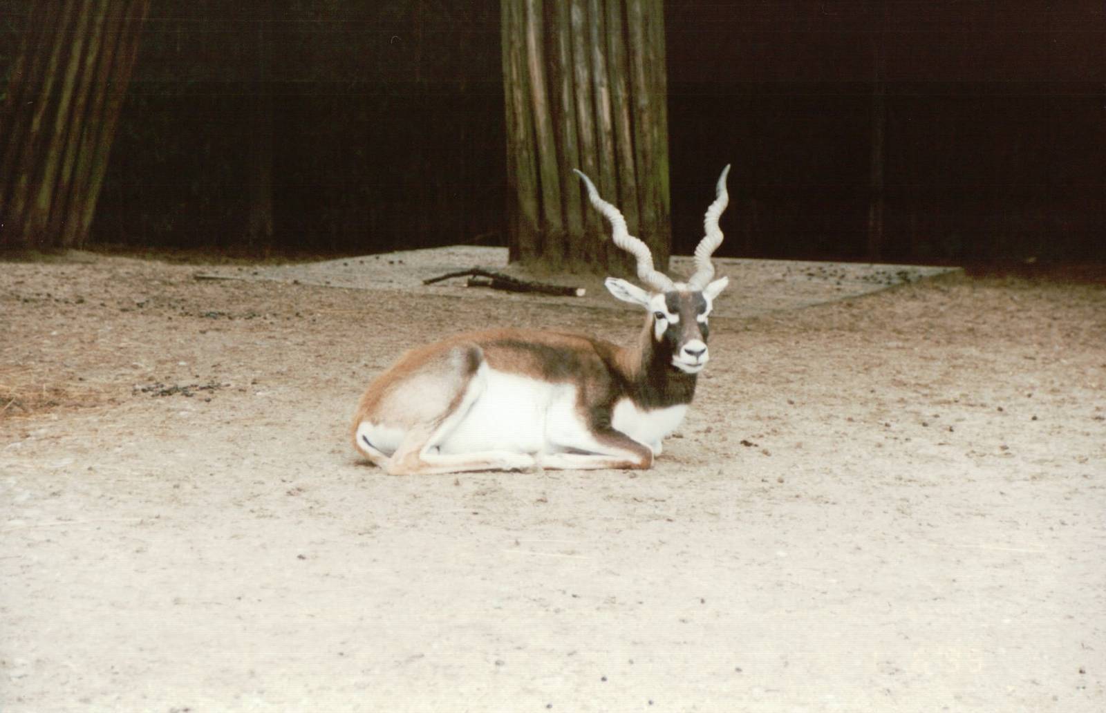 Copenhagen Zoo 1995 - Blackbuck