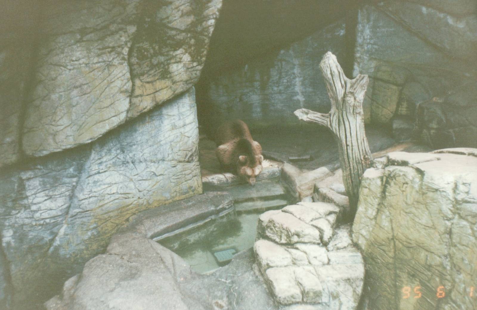 Copenhagen Zoo 1995 - Brown Bear in the smaller exhibit