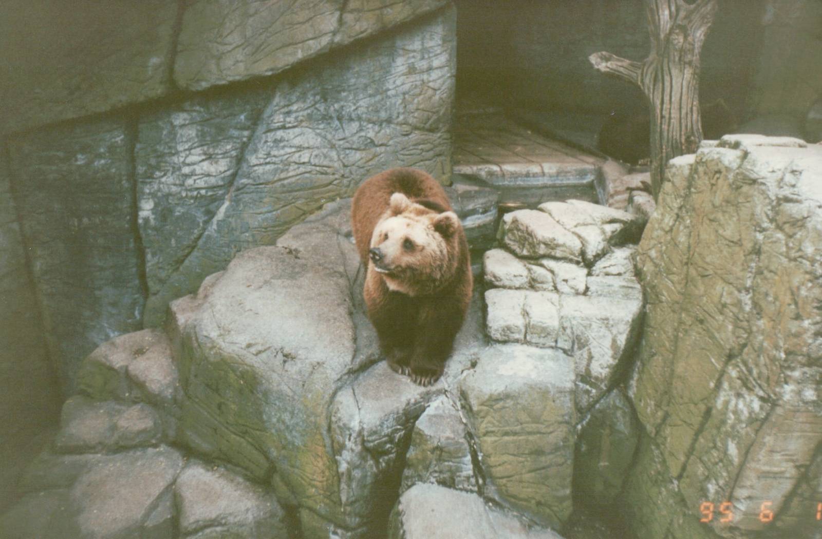 Copenhagen Zoo 1995 - Brown Bear in the smaller exhibit