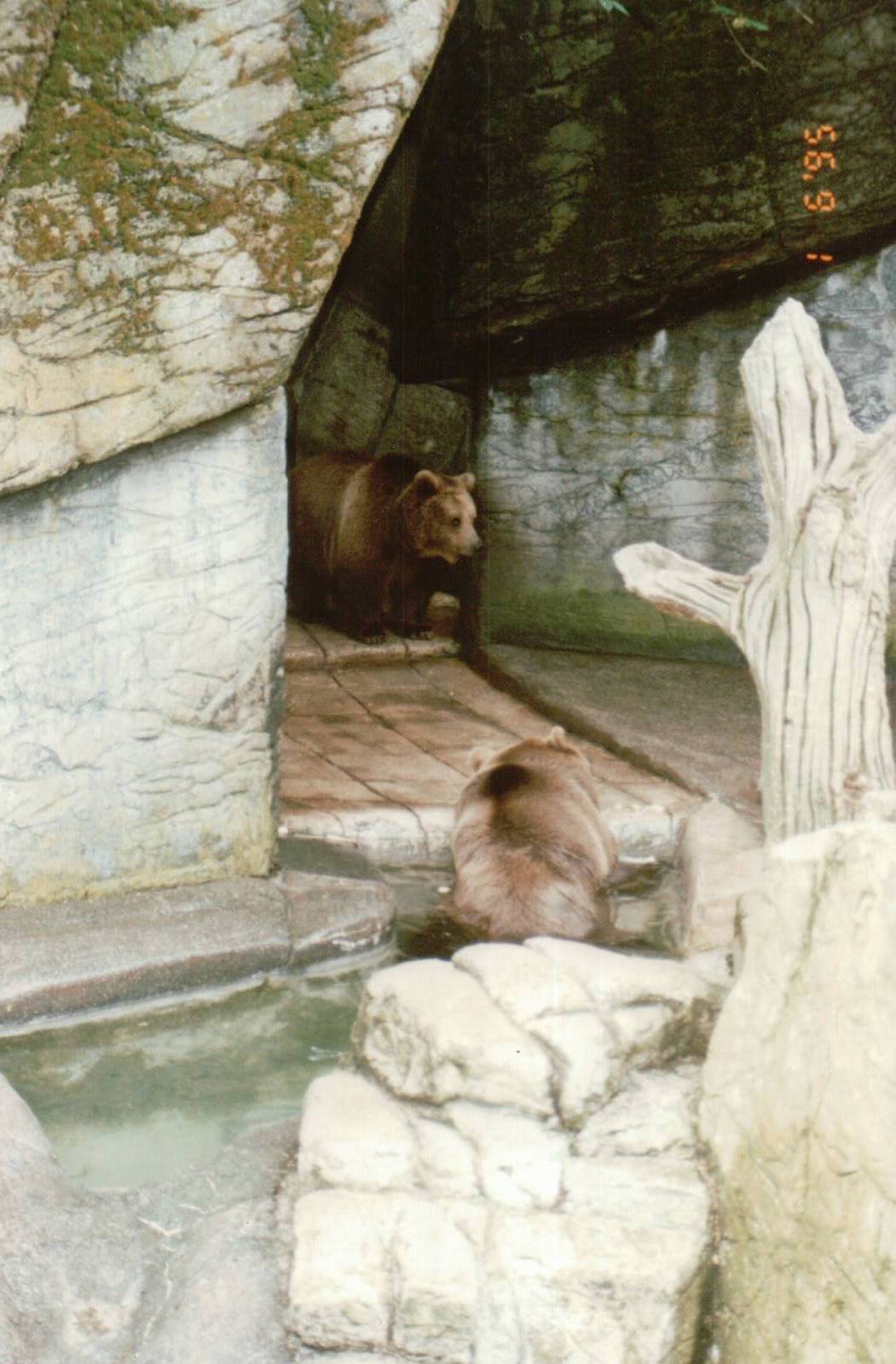 Copenhagen Zoo 1995 - Brown Bears in the smaller exhibit