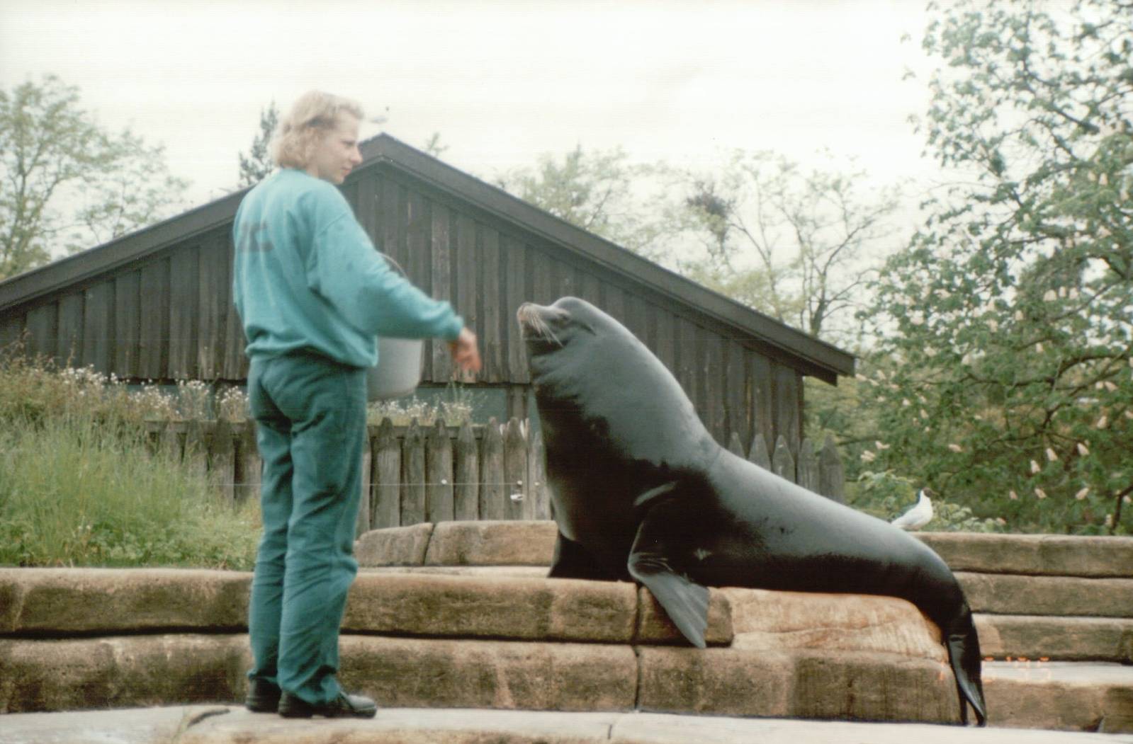 Copenhagen Zoo 1995 - California Sea Lion feeding session