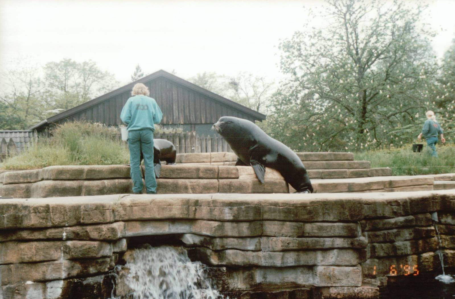 Copenhagen Zoo 1995 - California Sea Lion feeding session