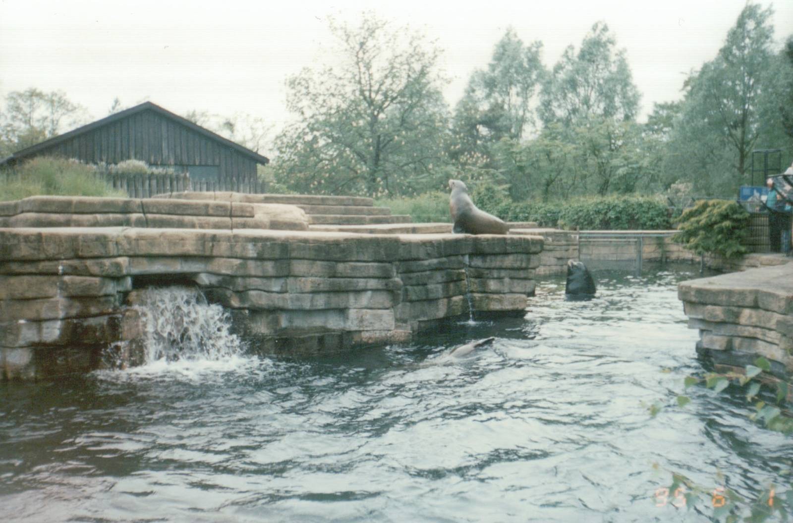 Copenhagen Zoo 1995 - California Sea Lion feeding session
