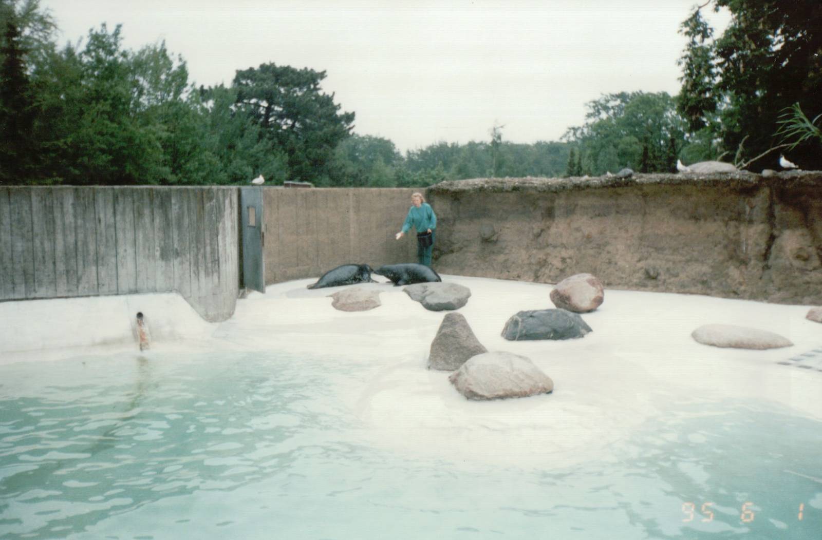 Copenhagen Zoo 1995 - Common Seal feeding session