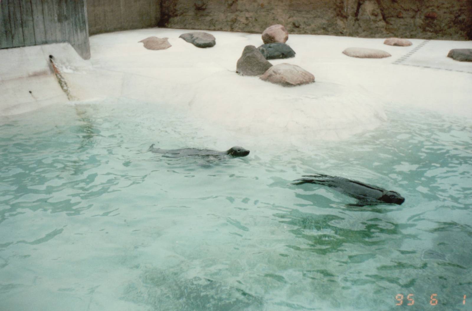 Copenhagen Zoo 1995 - Common Seals