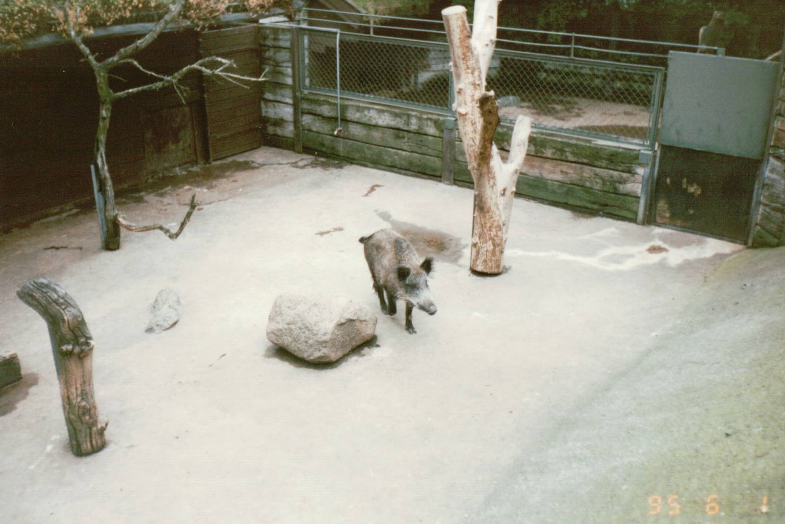 Copenhagen Zoo 1995 - European Wild Boar exhibit