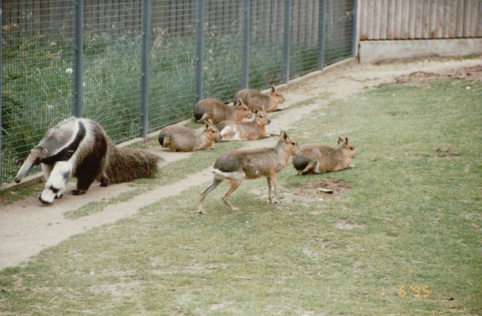 Copenhagen Zoo 1995 - Giant Anteater and Mara