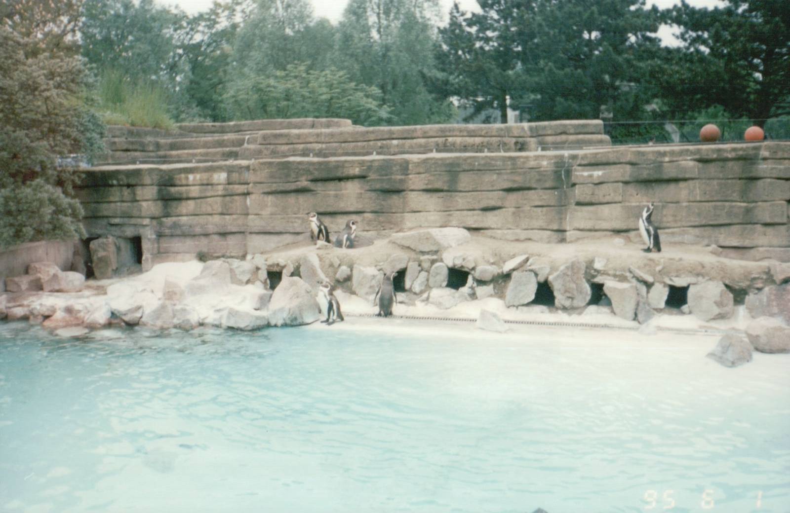 Copenhagen Zoo 1995 - Humboldt Penguin exhibit
