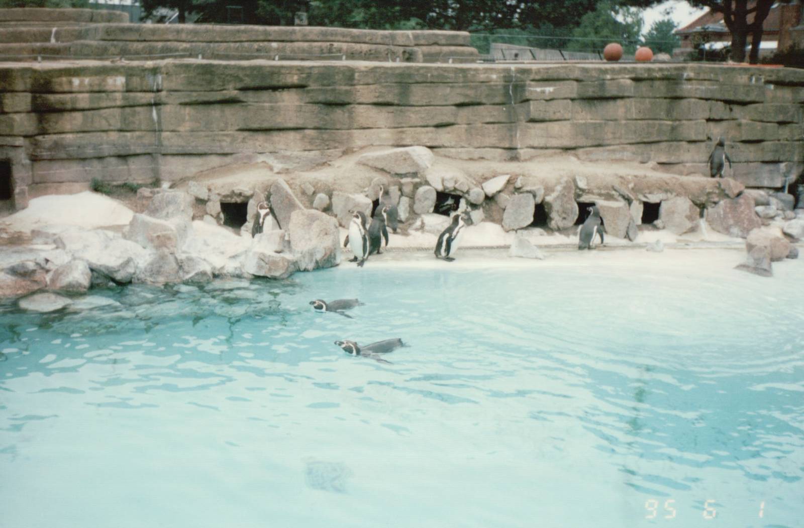 Copenhagen Zoo 1995 - Humboldt Penguin exhibit