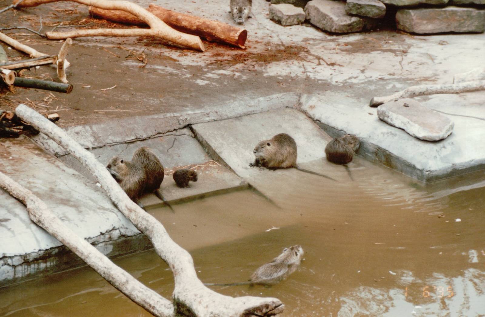Copenhagen Zoo 1995 - Nutria