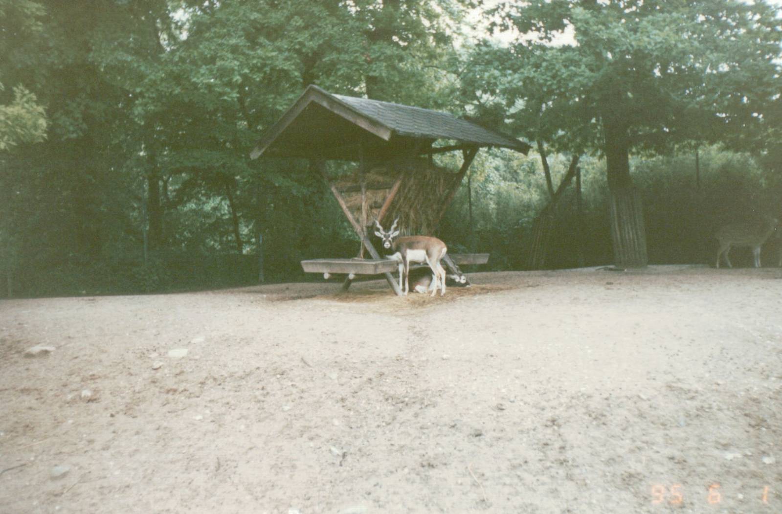 Copenhagen Zoo 1995 - Part of the Blackbuck and Axis Deer exhibit
