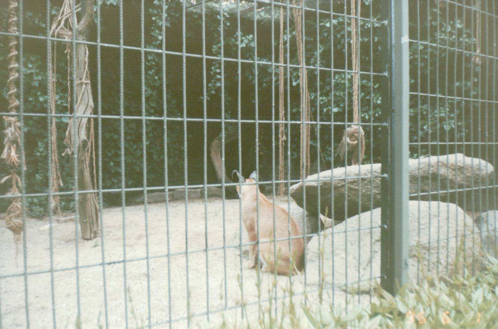 Copenhagen Zoo 1995 - Part of the Caracal enclosure