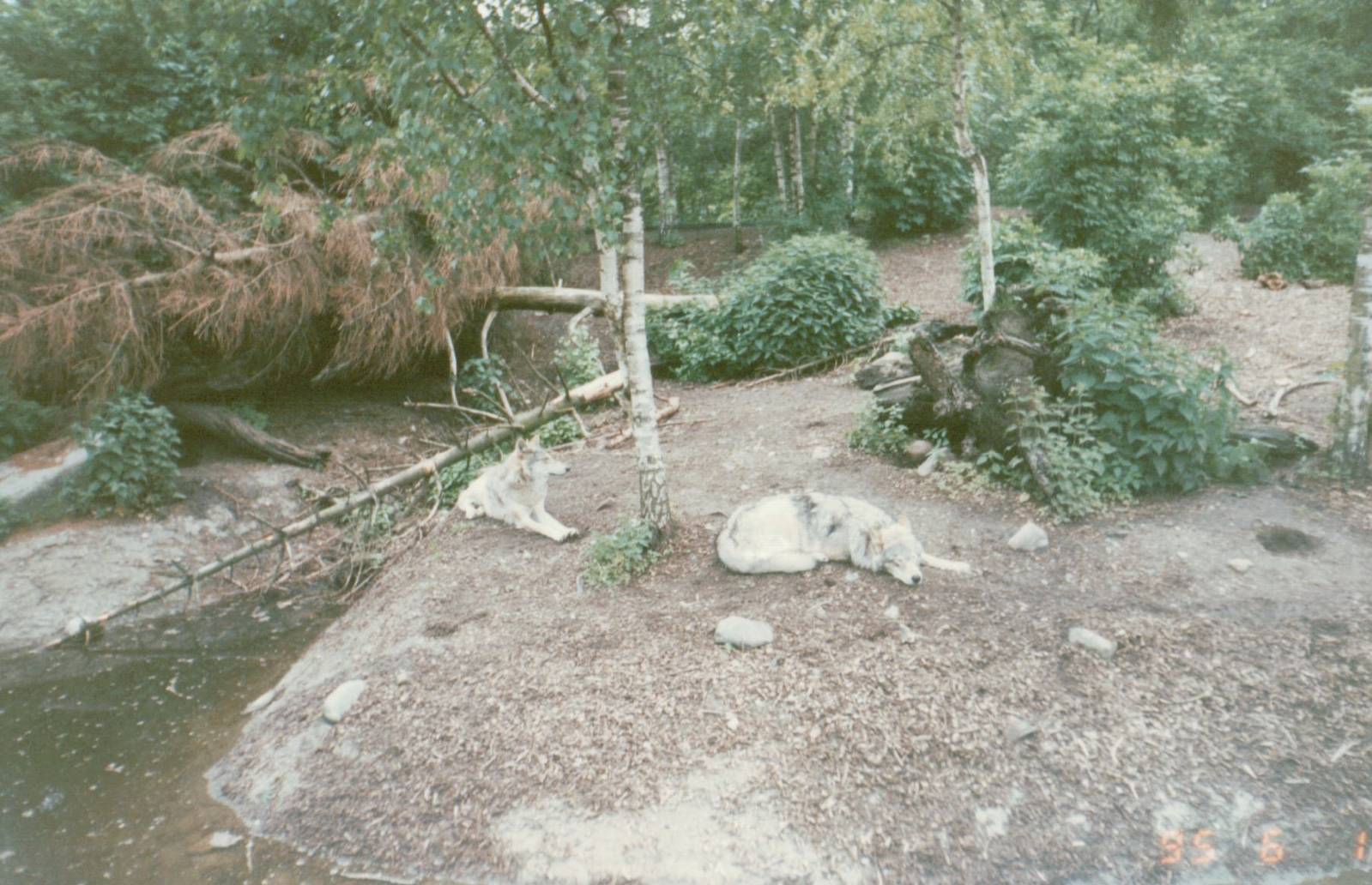 Copenhagen Zoo 1995 - Part of the Eurasian Wolf exhibit