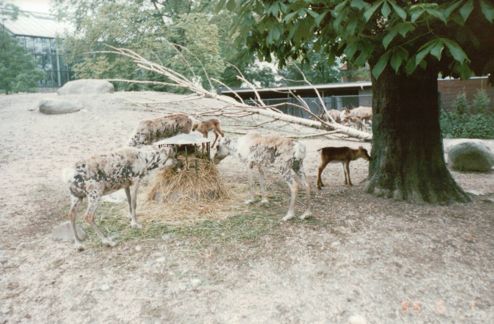 Copenhagen Zoo 1995 - Part of the Reindeer exhibit
