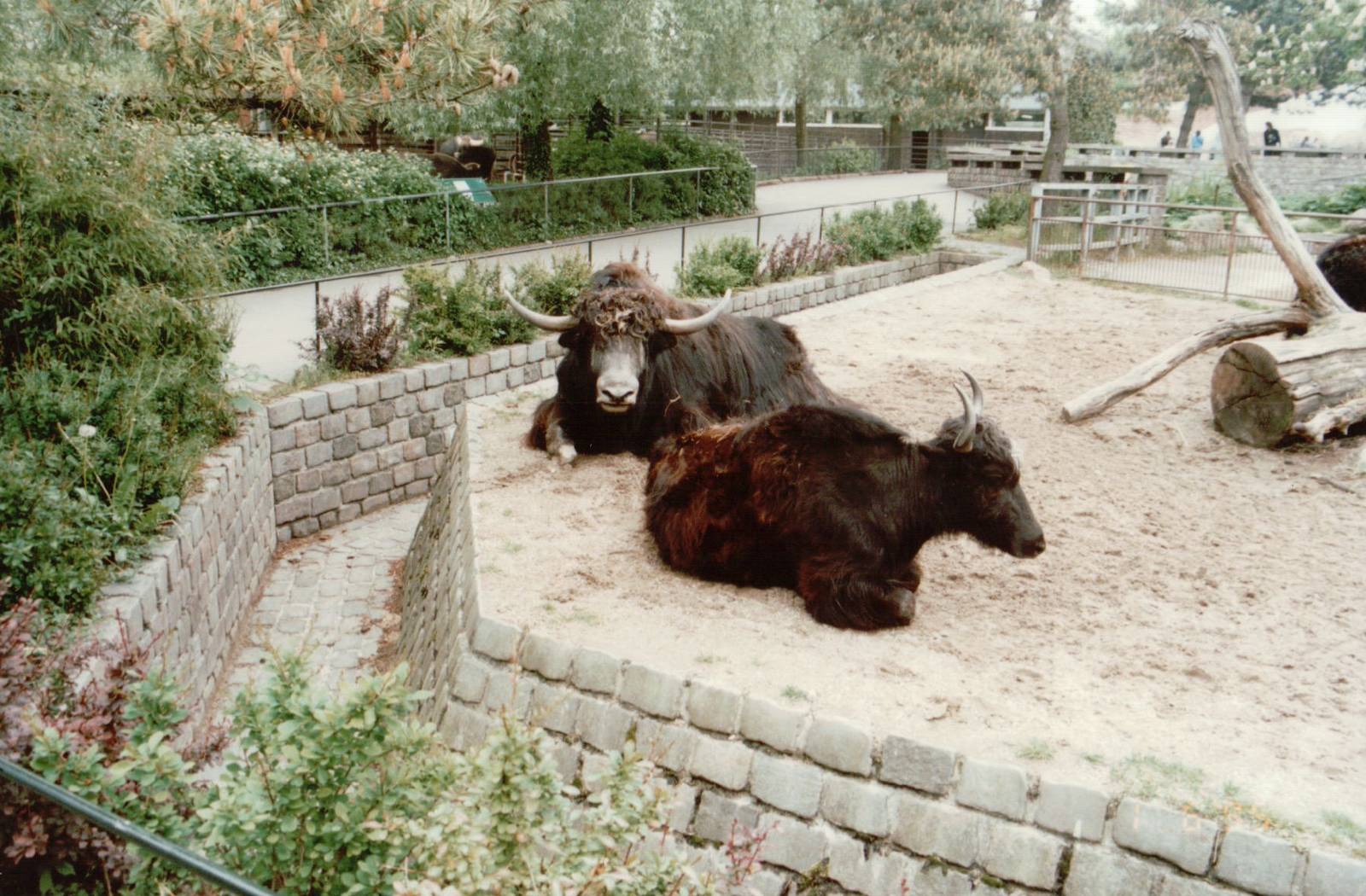 Copenhagen Zoo 1995 - Part of the Yak exhibit and Gaur