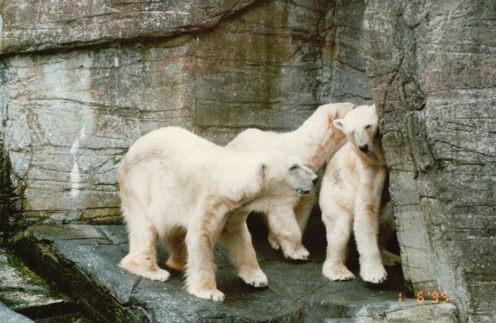 Copenhagen Zoo 1995 - Polar Bears