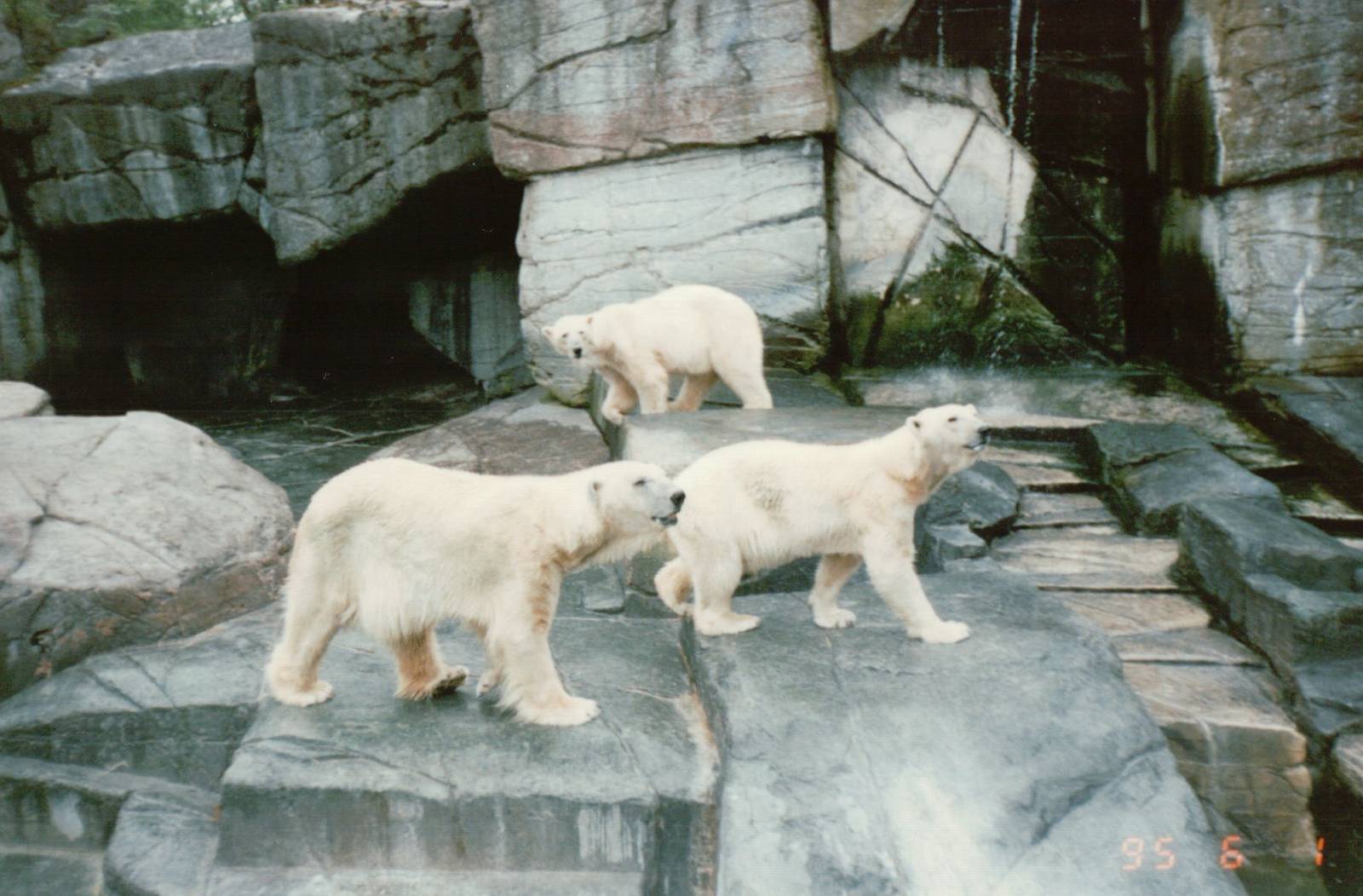 Copenhagen Zoo 1995 - Polar Bears