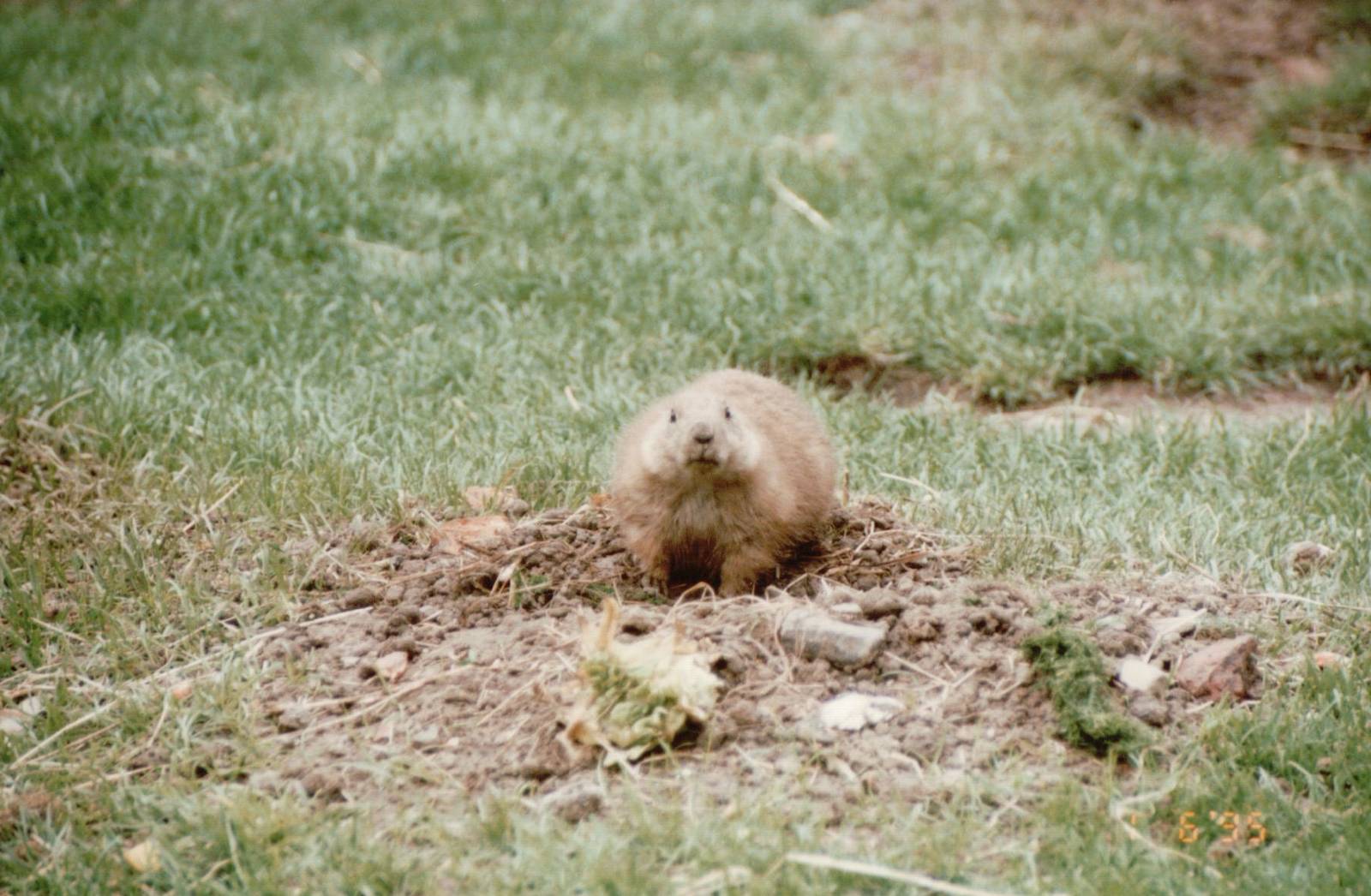 Copenhagen Zoo 1995 - Prairie Dog