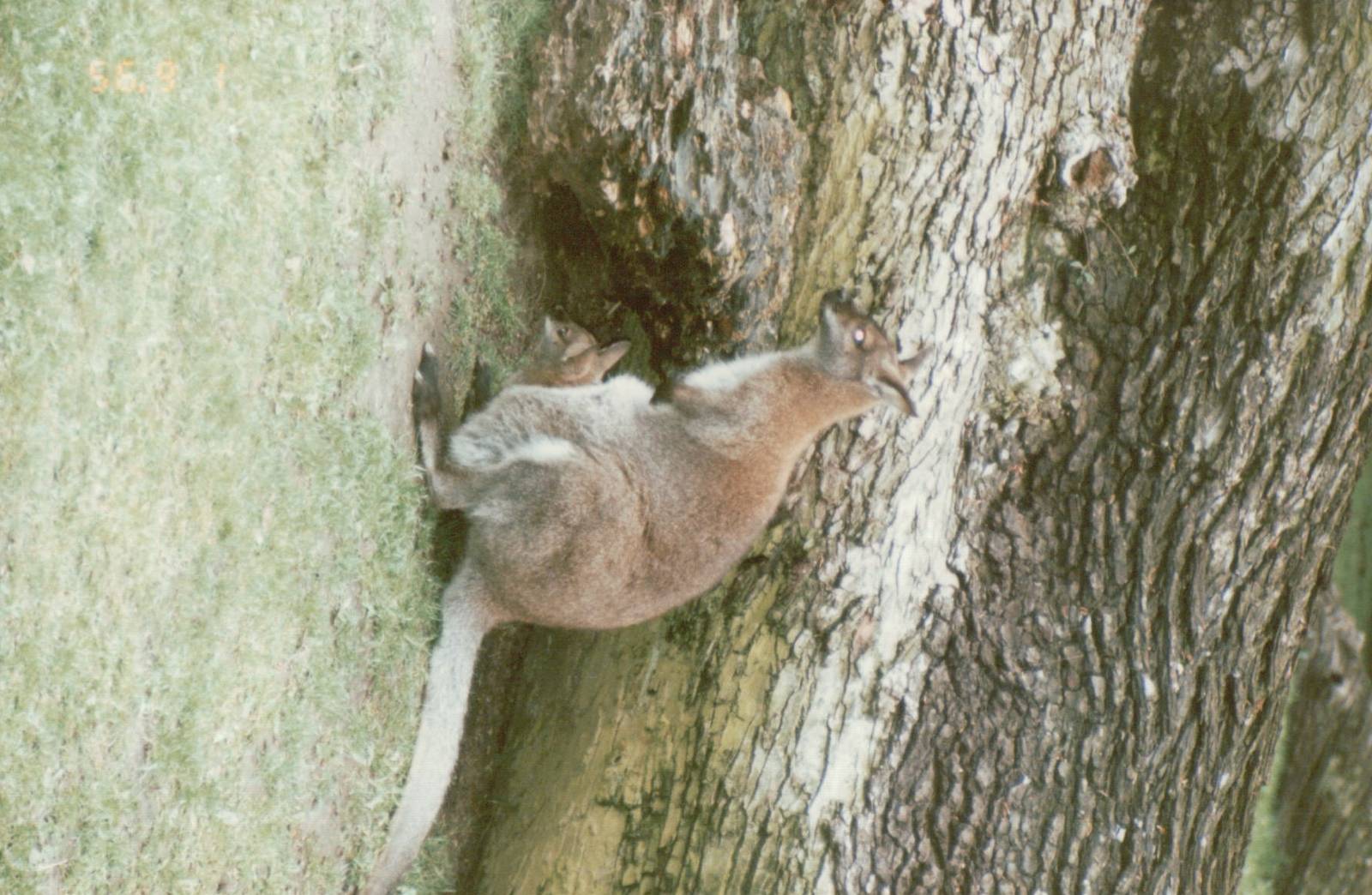 Copenhagen Zoo 1995 - Red-necked Wallaby and joey