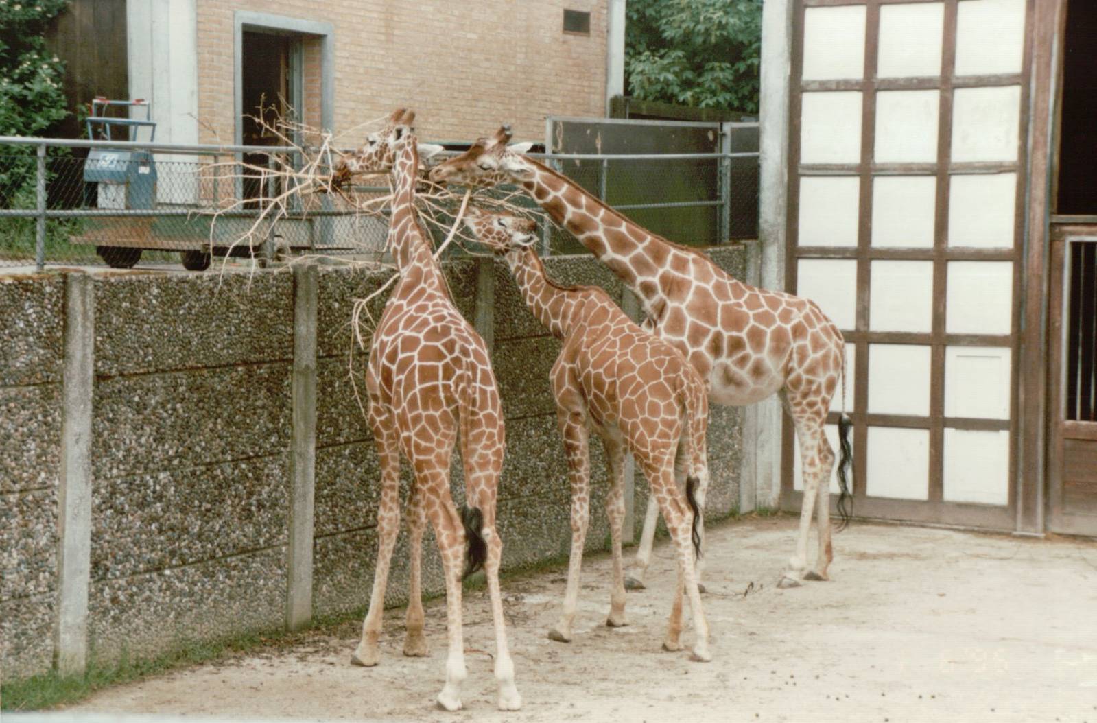 Copenhagen Zoo 1995 - Reticulated Giraffe in the old exhibit