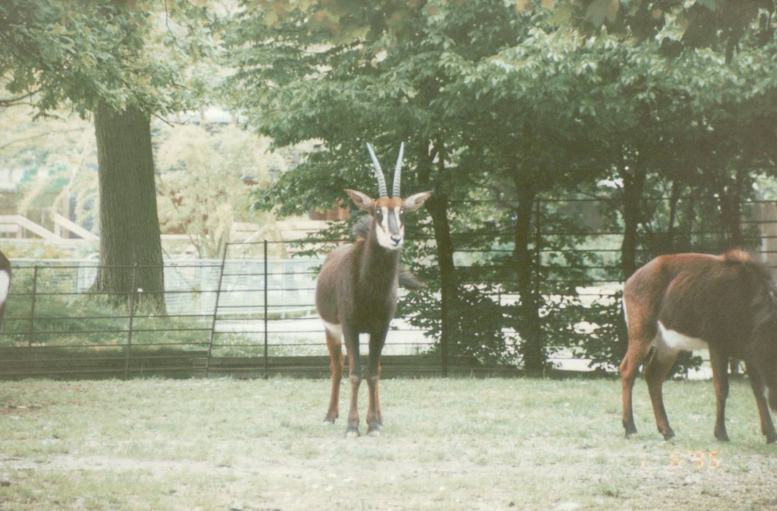 Copenhagen Zoo 1995 - Sable Antelope