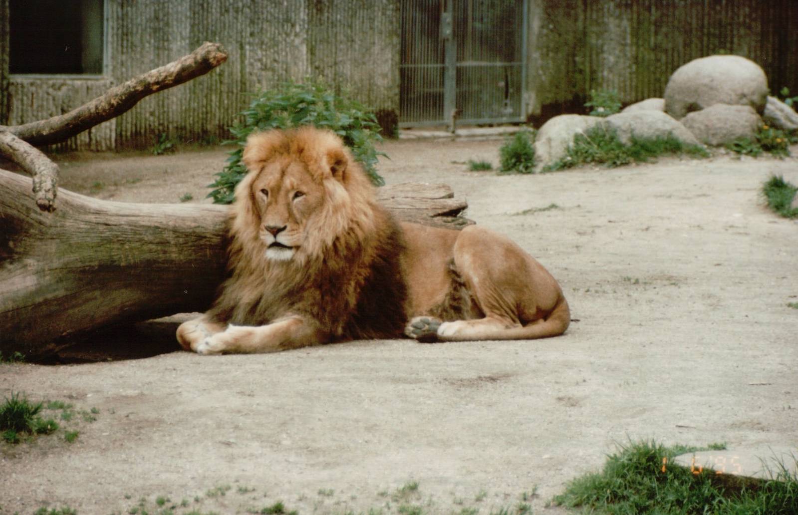Copenhagen Zoo 1995 - Very handsome African Lion male