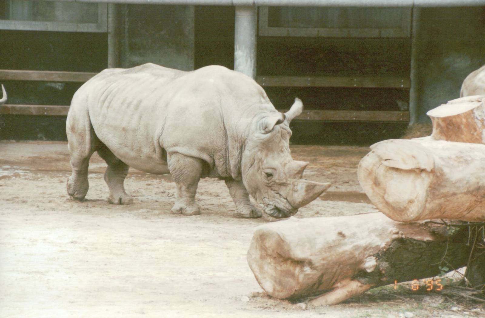 Copenhagen Zoo 1995 - White Rhinoceros