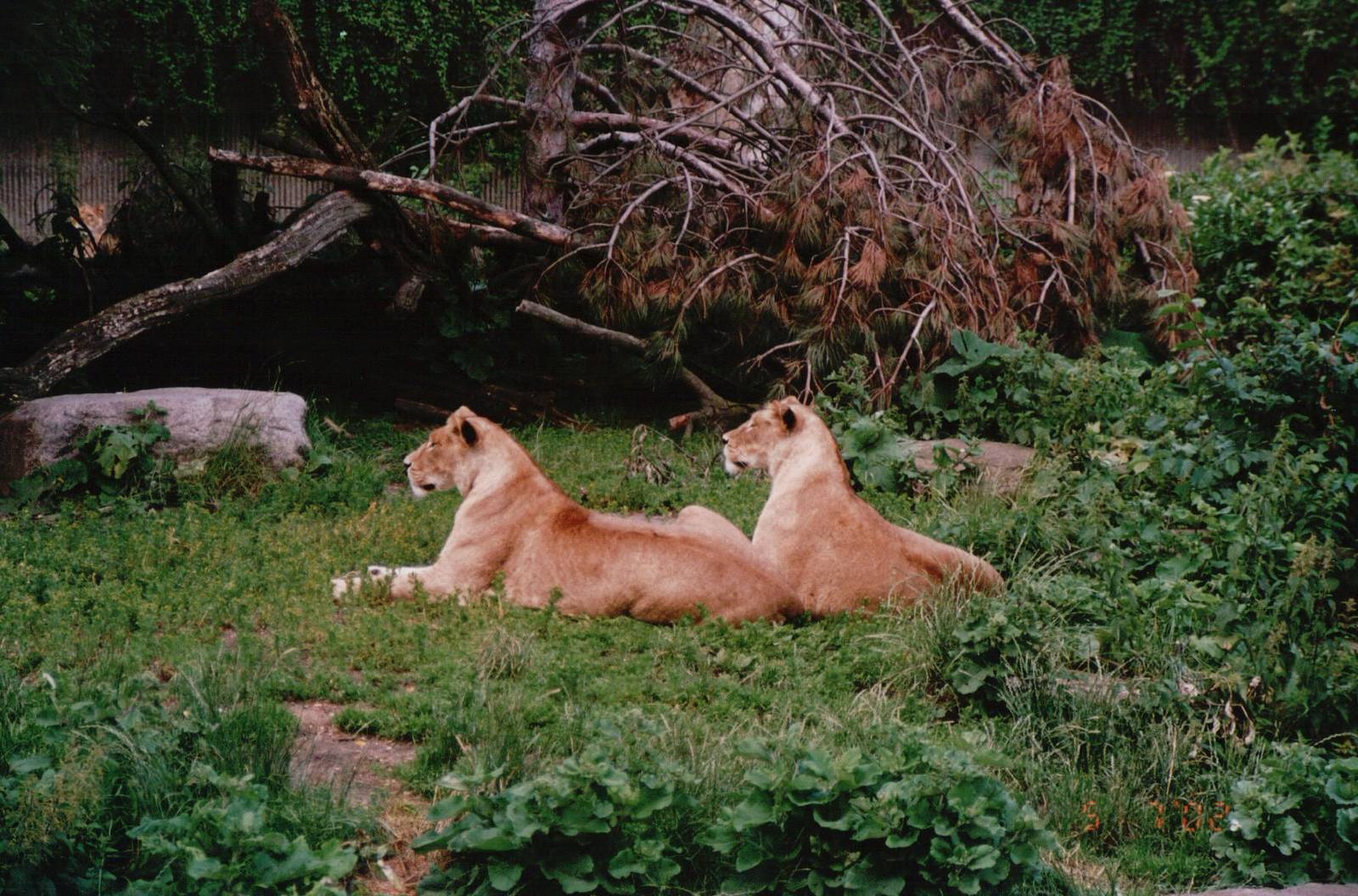 Copenhagen Zoo 2002 - African Lionesses