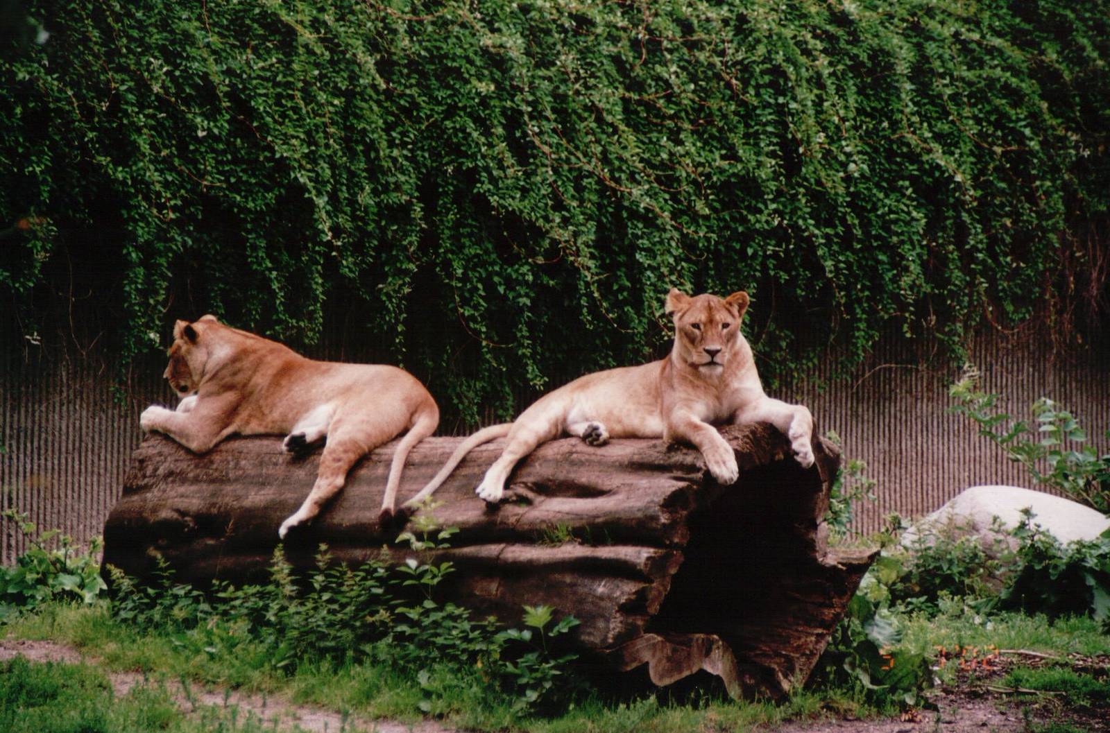 Copenhagen Zoo 2002 - African Lionesses