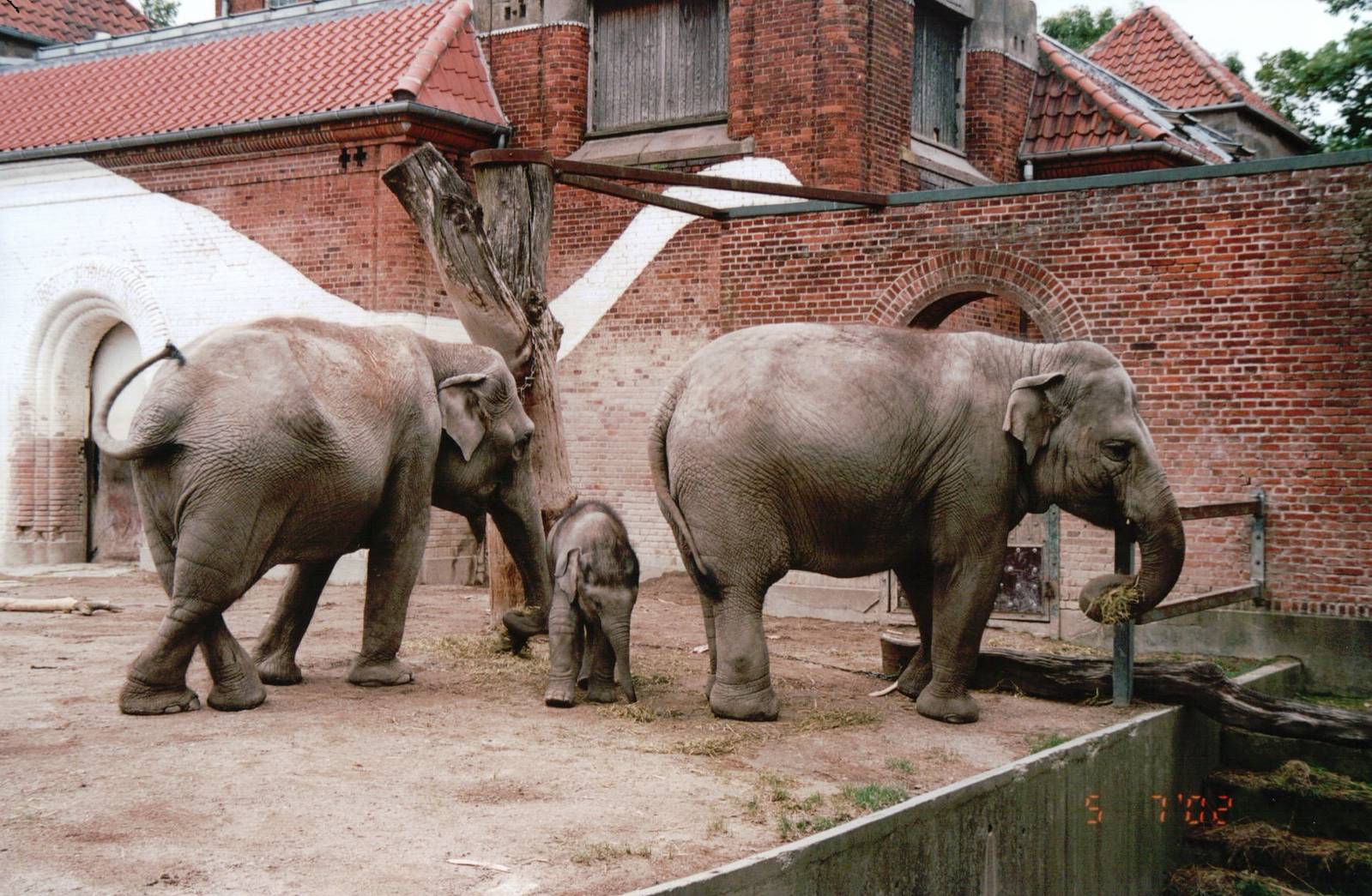 Copenhagen Zoo 2002 - Asiatic Elephants at the old Elephant House