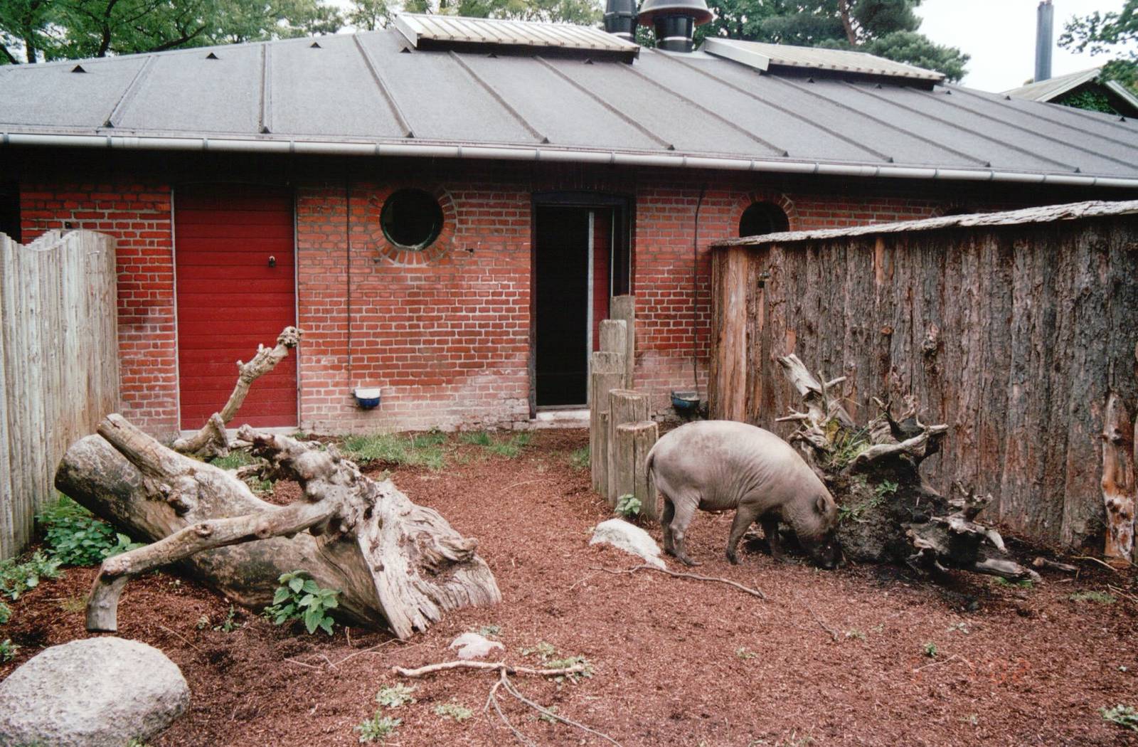 Copenhagen Zoo 2002 - Babirusa exhibit