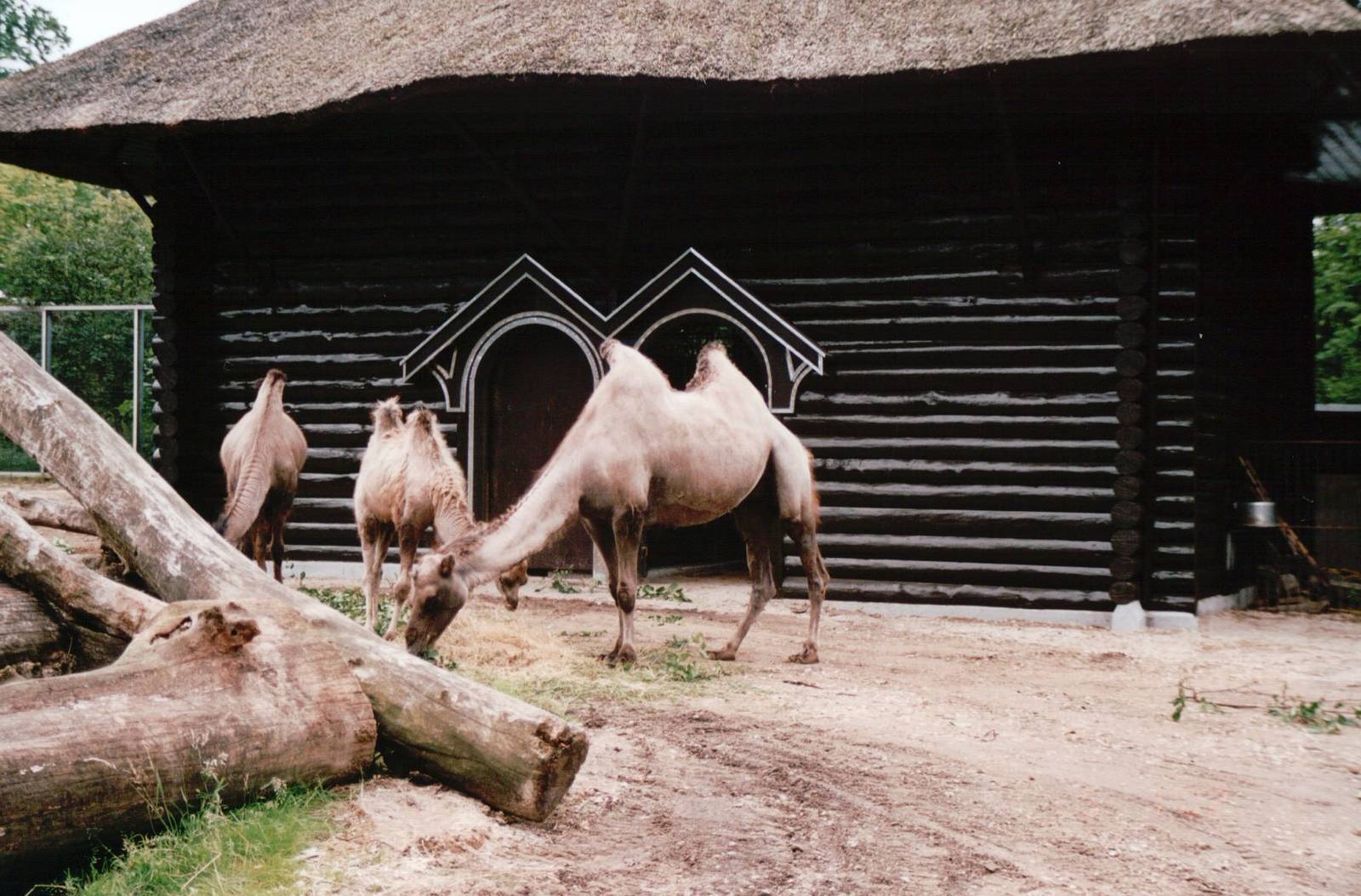 Copenhagen Zoo 2002 - Bactrian Camels