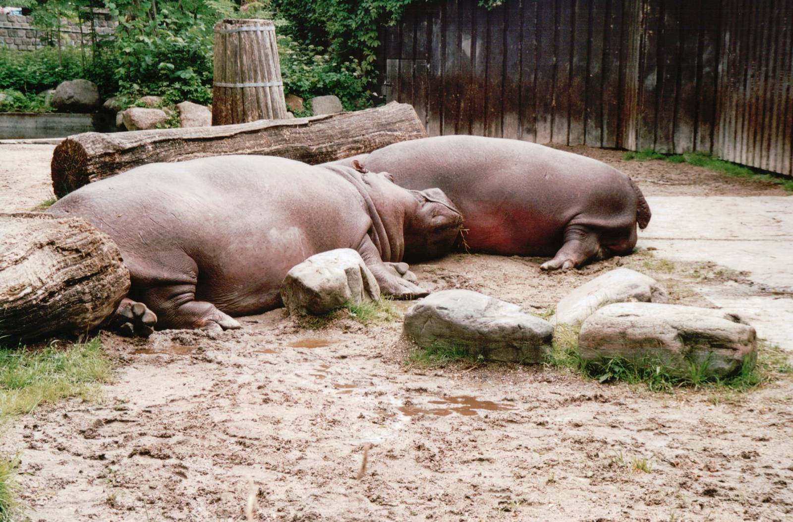 Copenhagen Zoo 2002 - Common Hippopotamus in the old exhibit