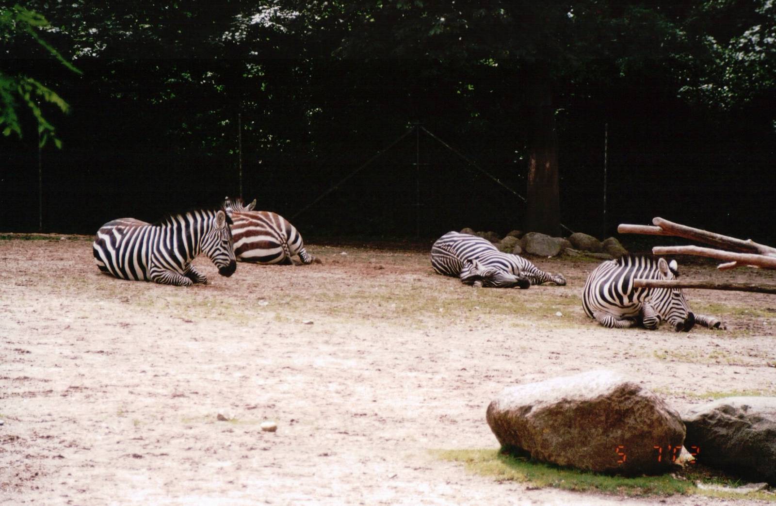 Copenhagen Zoo 2002 - Grants Zebra