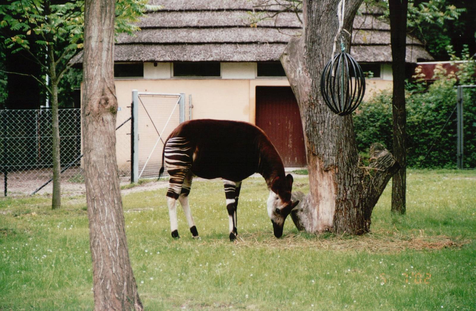 Copenhagen Zoo 2002 - Okapi exhibit since 1957