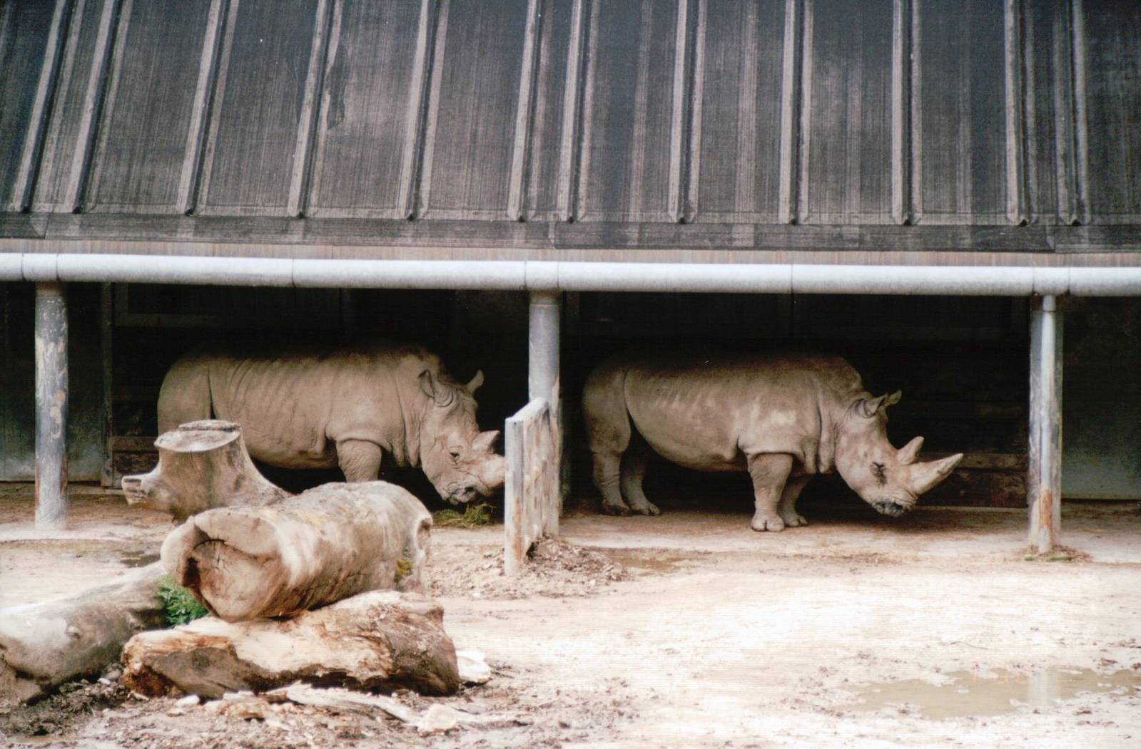 Copenhagen Zoo 2002 - White Rhinoceros
