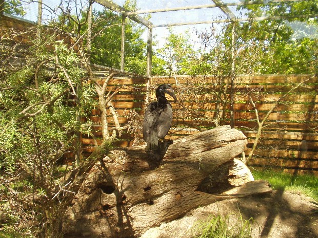 Copenhagen Zoo - Abyssinian  ground hornbill
