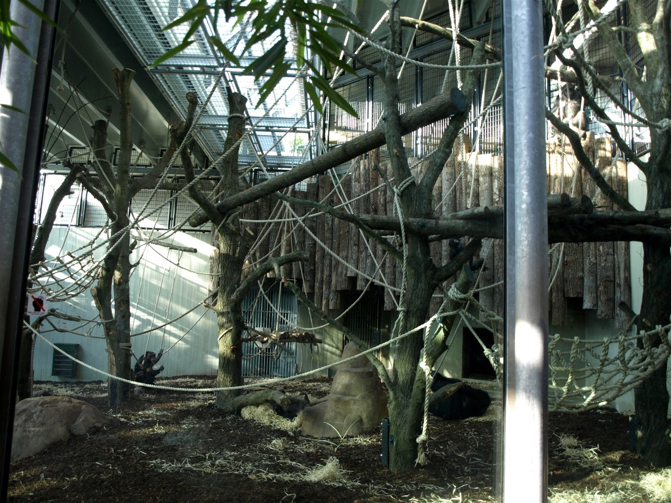 Copenhagen Zoo - Ape Jungle