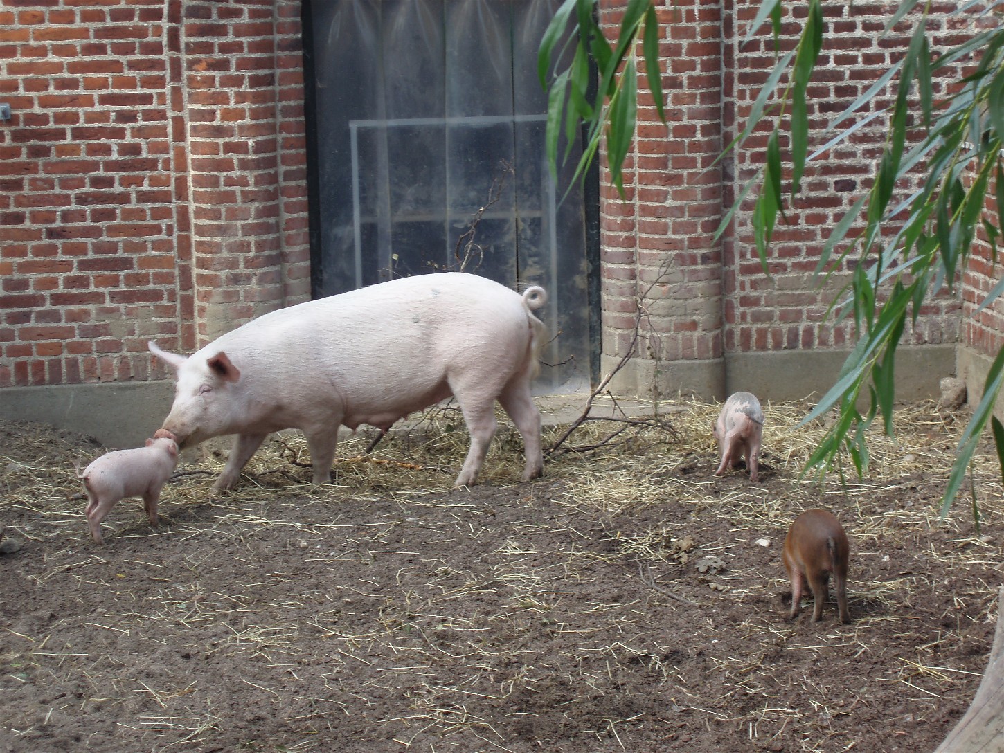 Copenhagen Zoo - Babirusa/pig hybrids