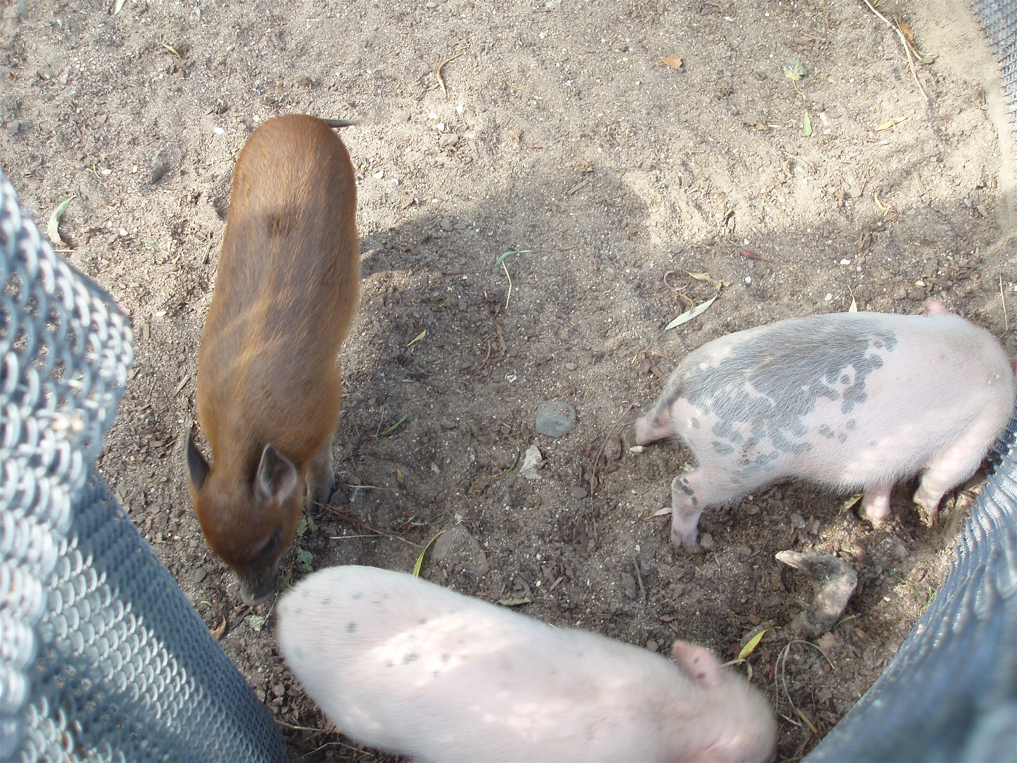 Copenhagen Zoo - Babirusa/pig hybrids
