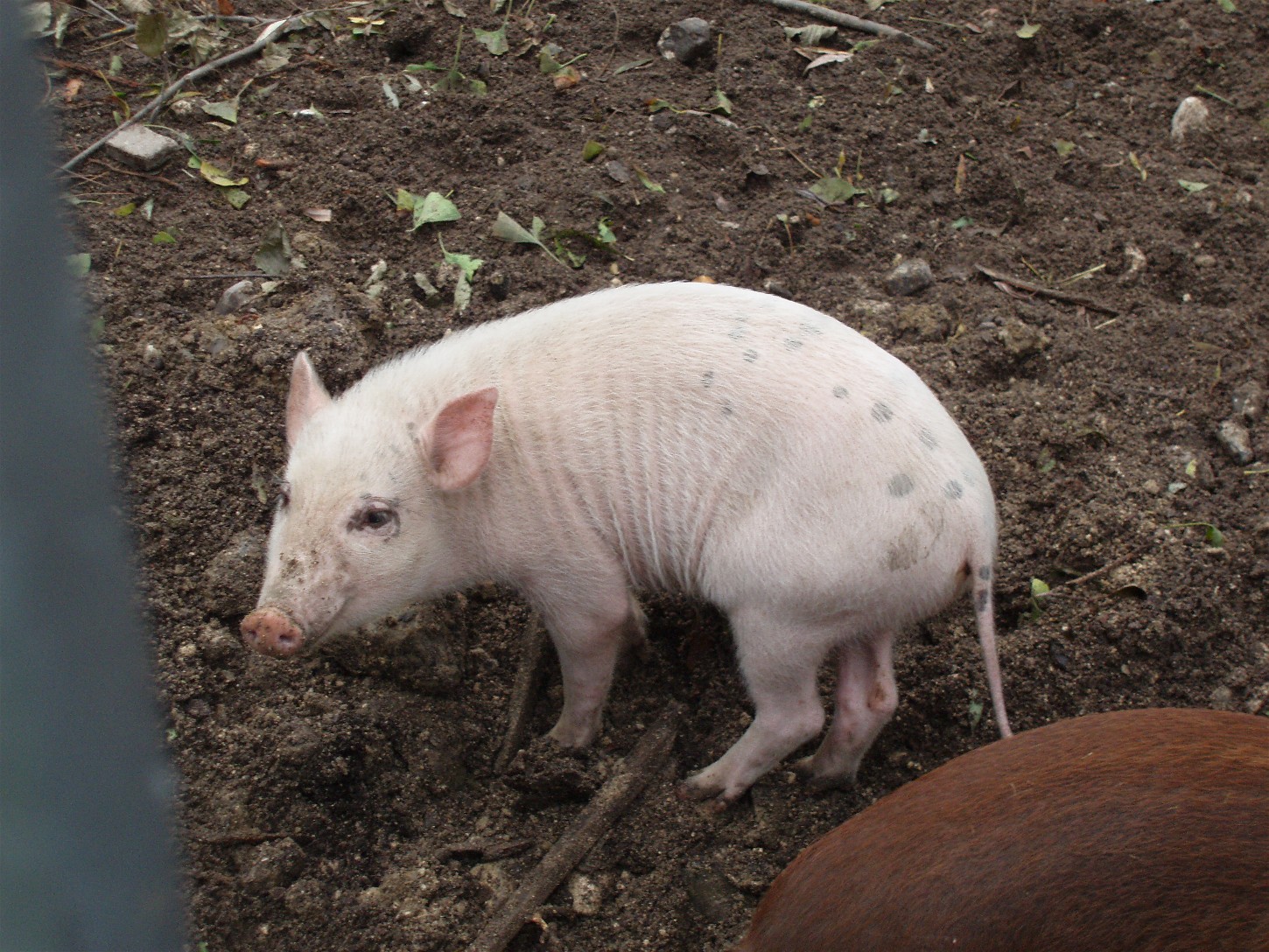Copenhagen Zoo - Babirusa/pig hybrids
